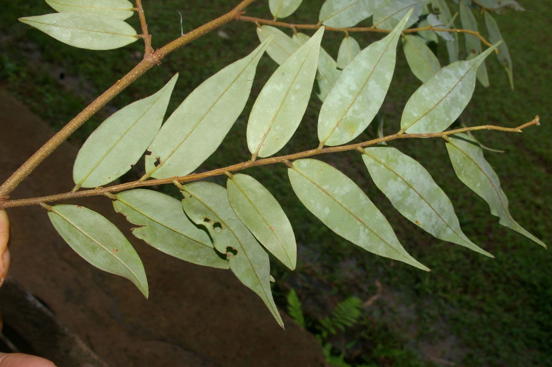 Xylopia 8