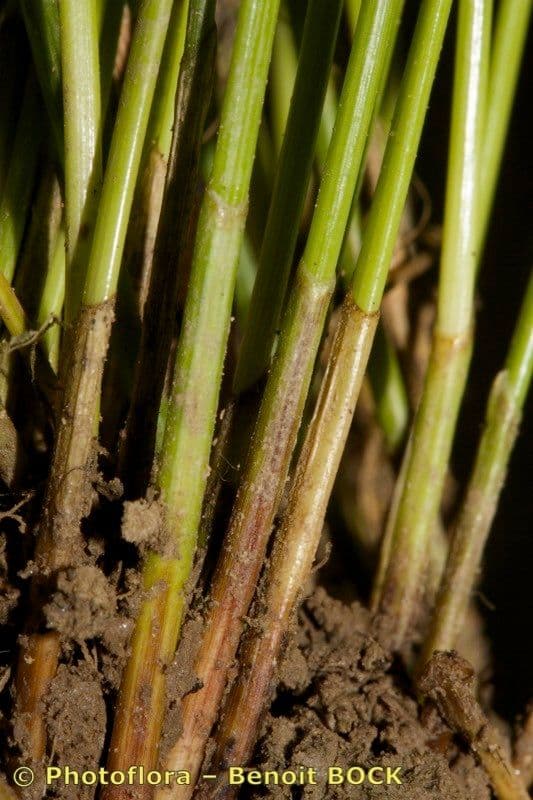 Sedge bonariensis 17