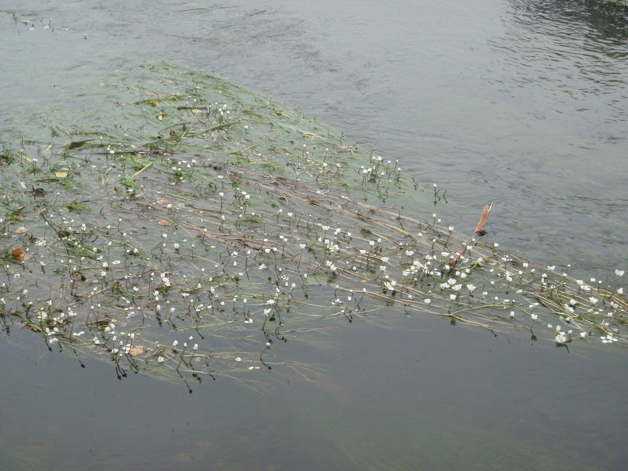 Ranunculus fluitans 25