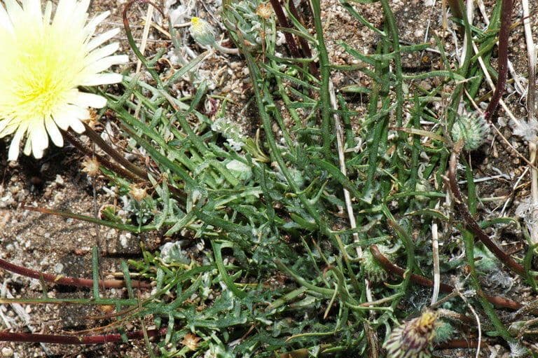 Malacothrix californiana 10