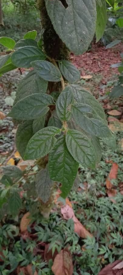Drymonia alloplectoides 20