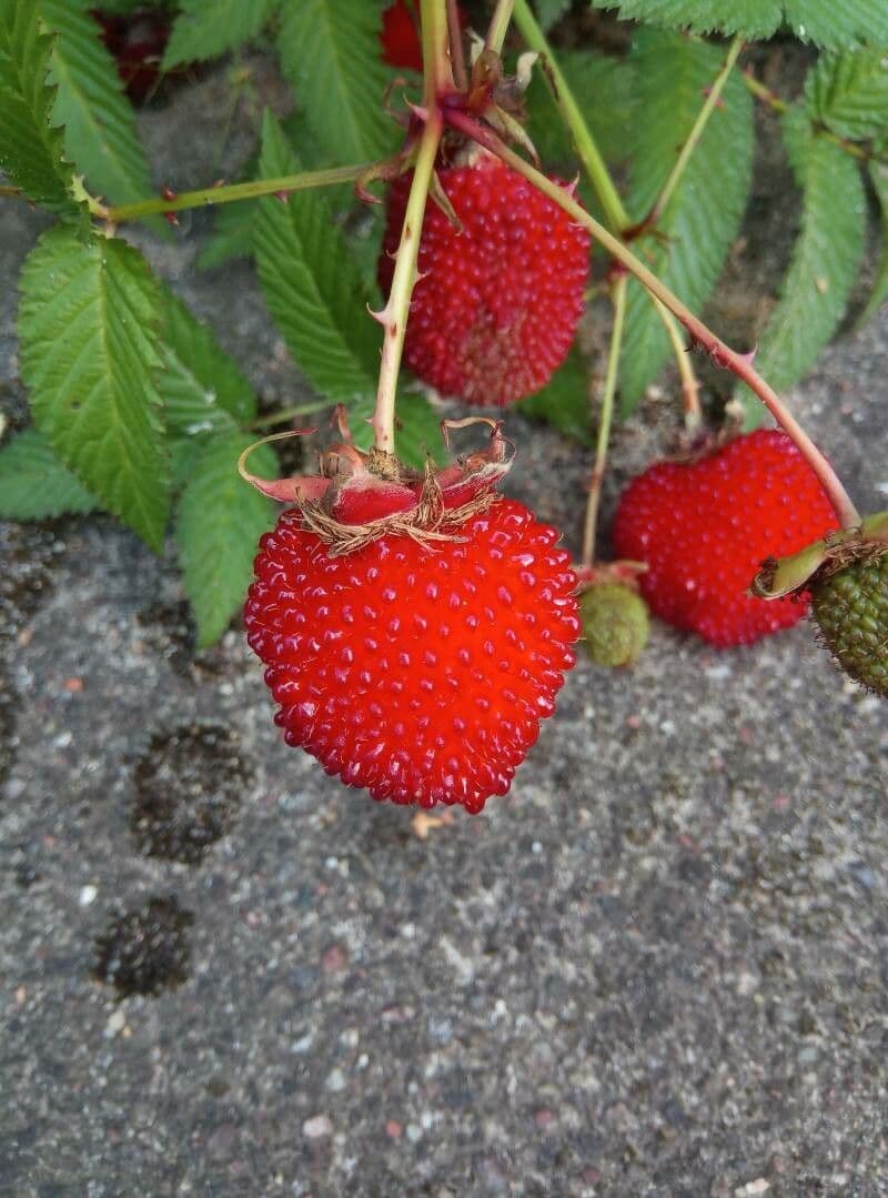 Rubus illecebrosus 2