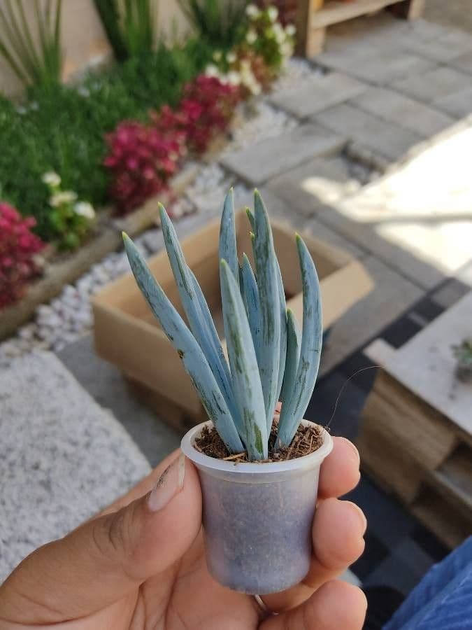 Dudleya densiflora 13