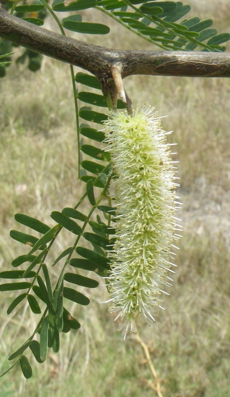 Prosopis 9