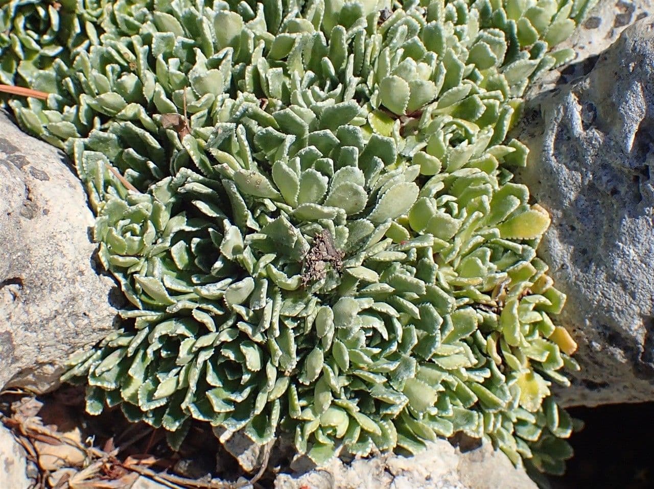Saxifrage incrustée 10