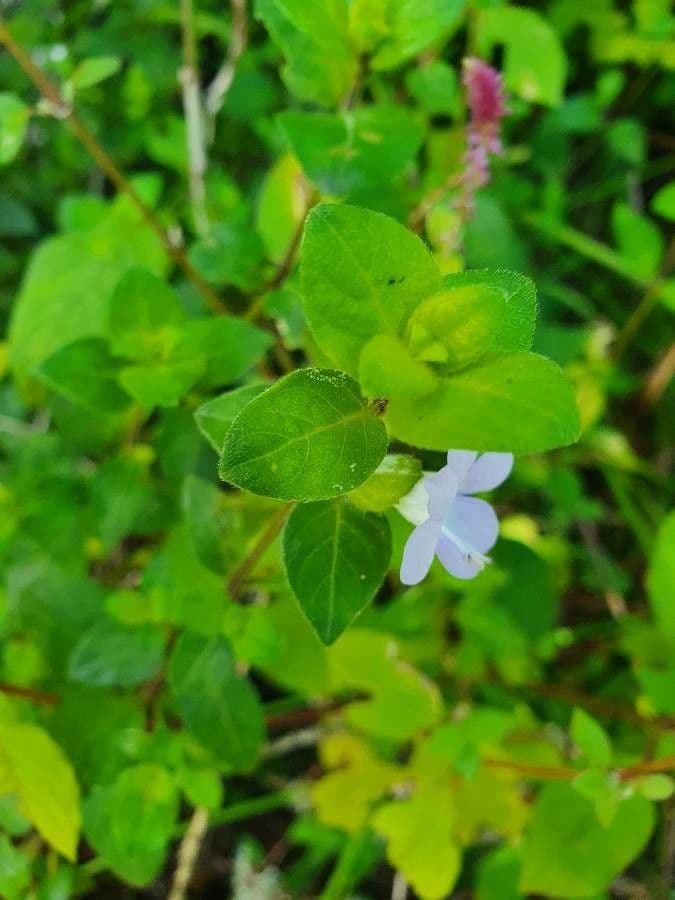 Barleria 11