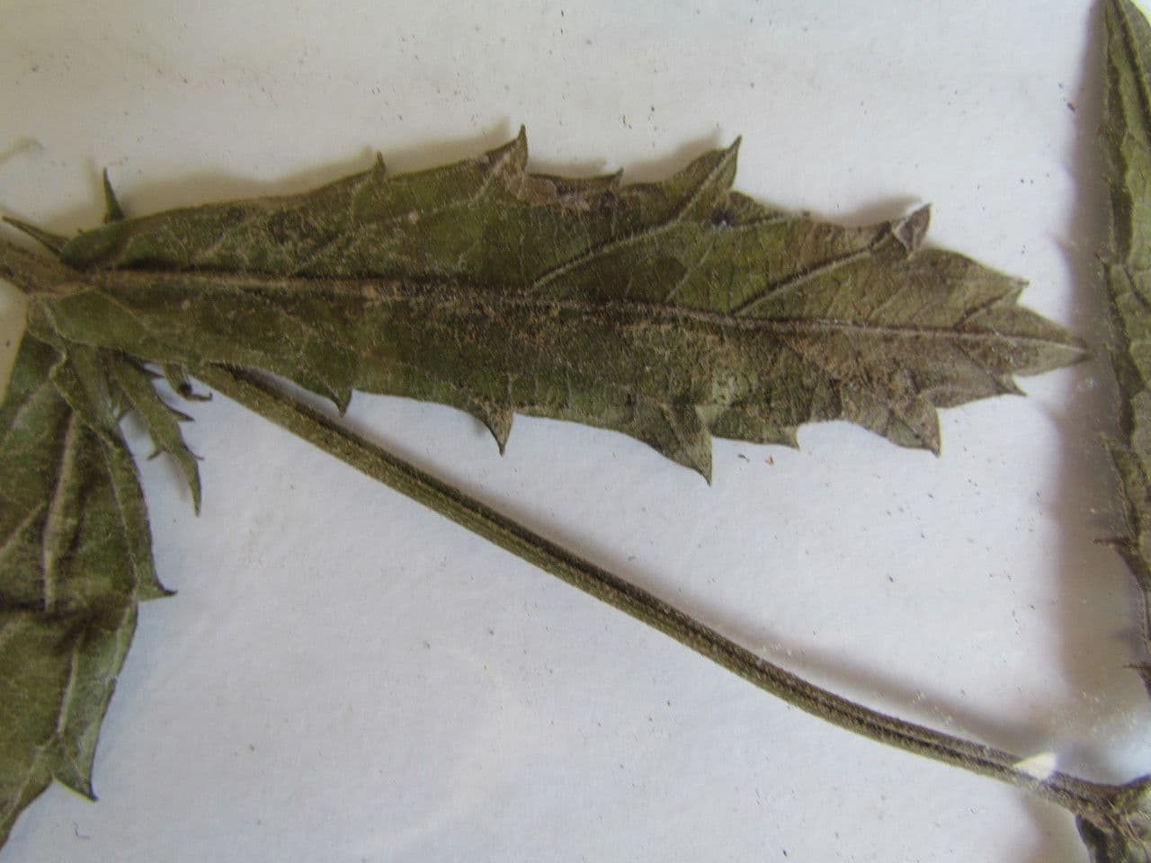 Verbena 28