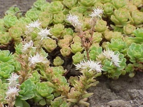 Sedum glauco 10