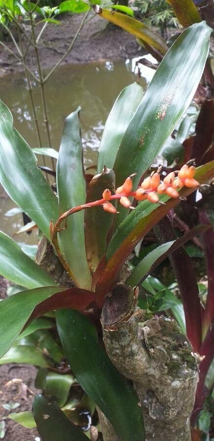 Aechmea 5