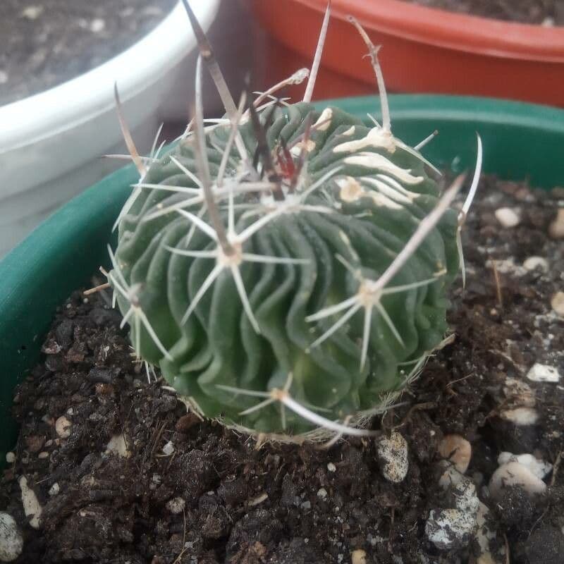 Cactus cervello 18