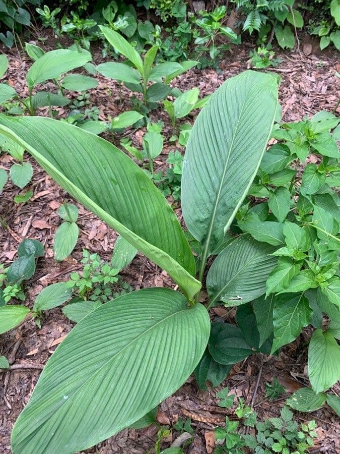 Curcuma aromatica 7