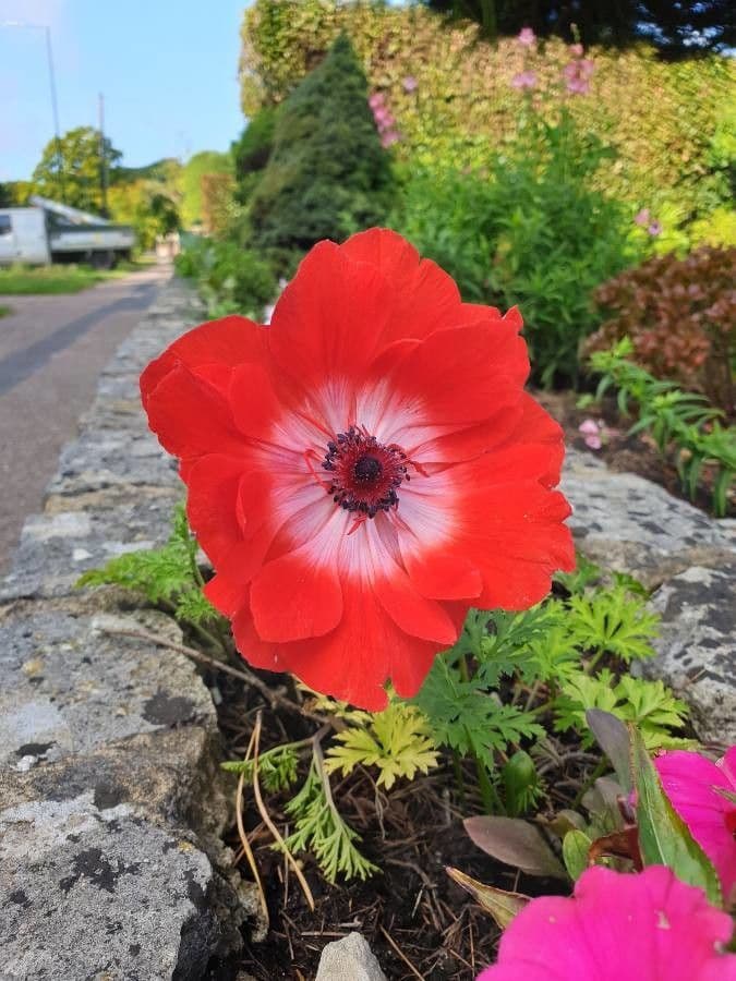 Kronen-Anemone 24