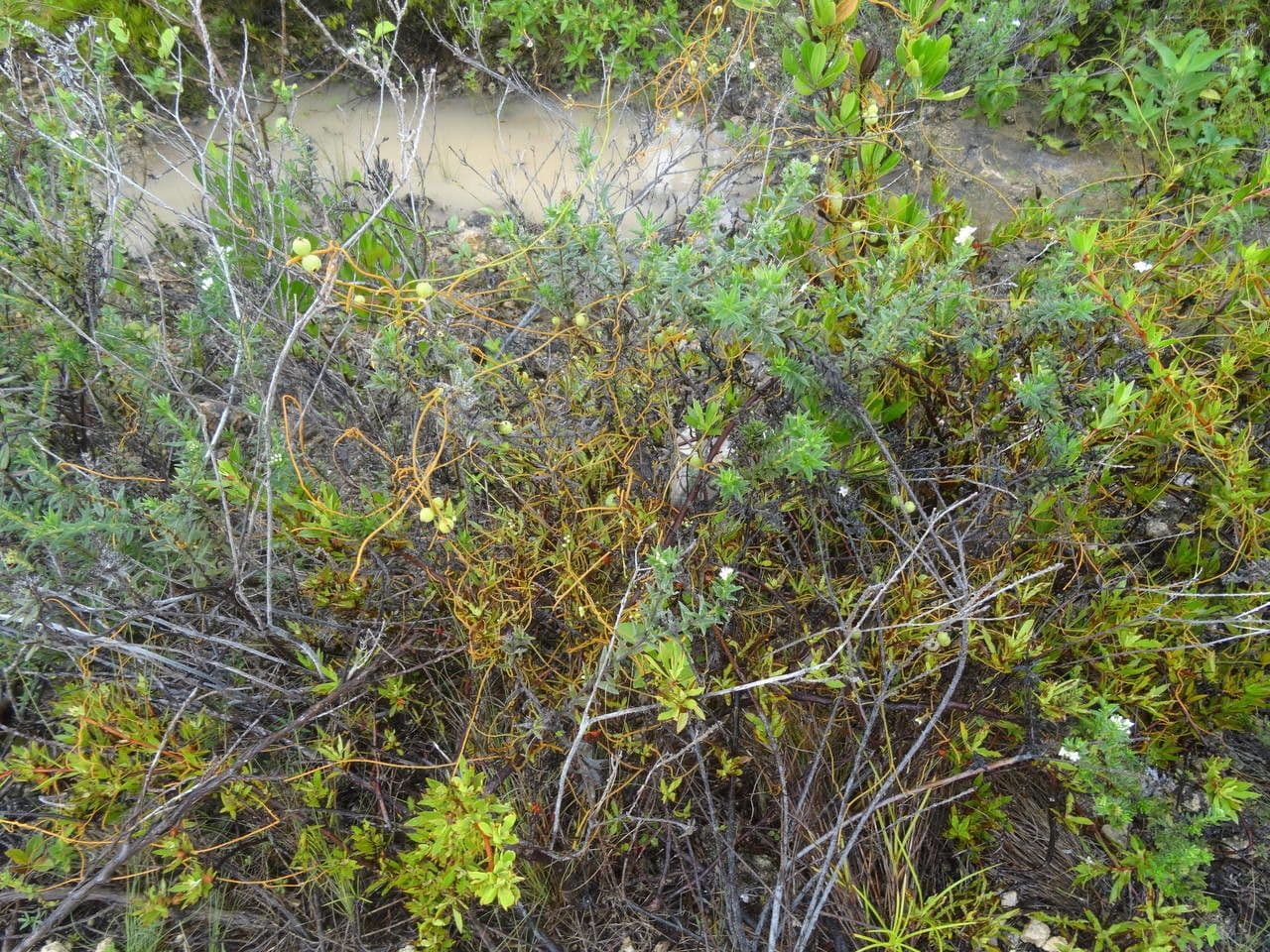 Cuscuta 9