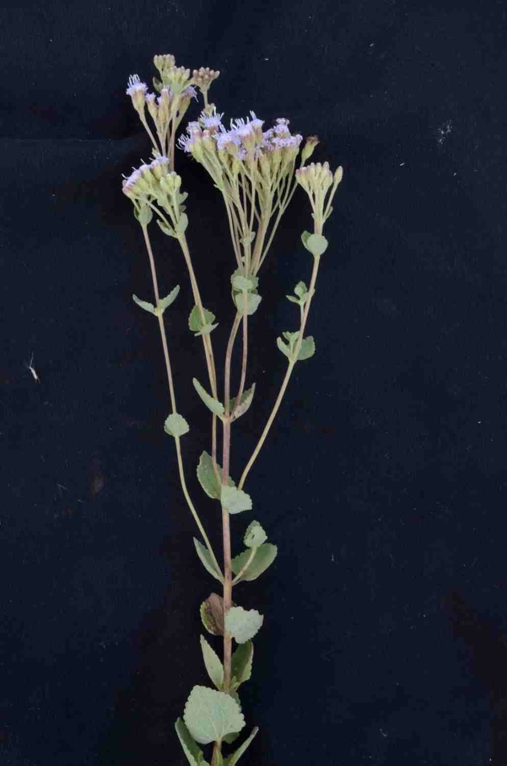 Chromolaena 6