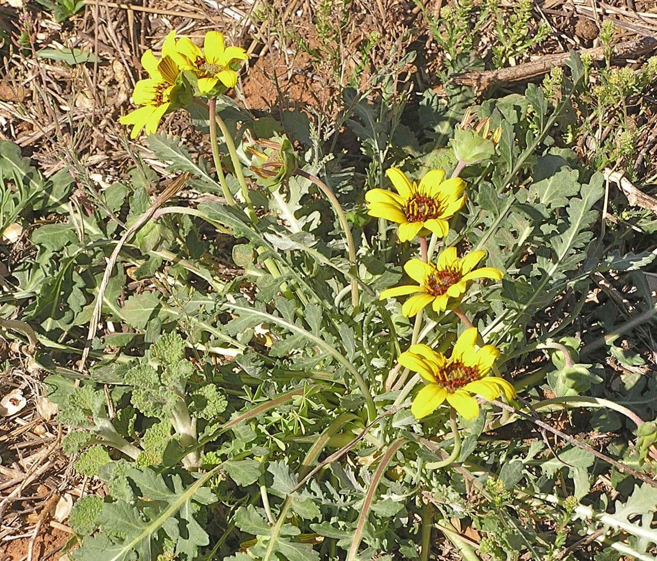 Berlandiera 8