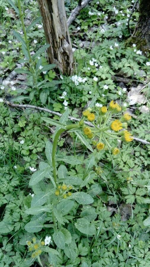 Tephroseris 3