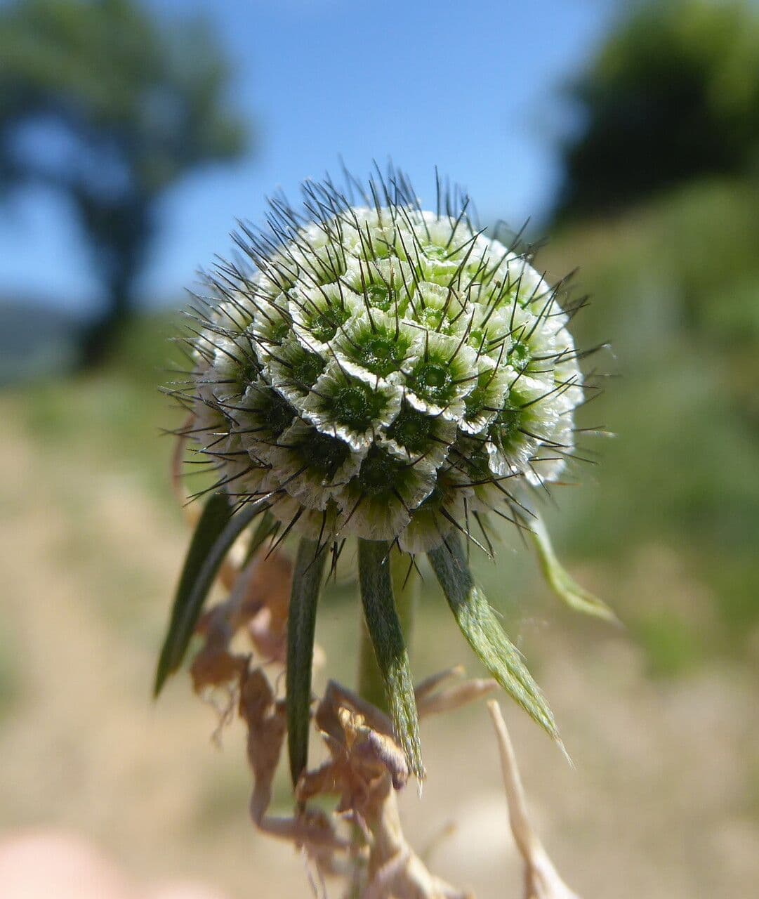 Vedovina selvatica