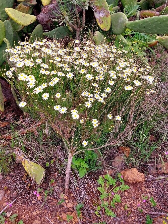 Argyranthemum 2