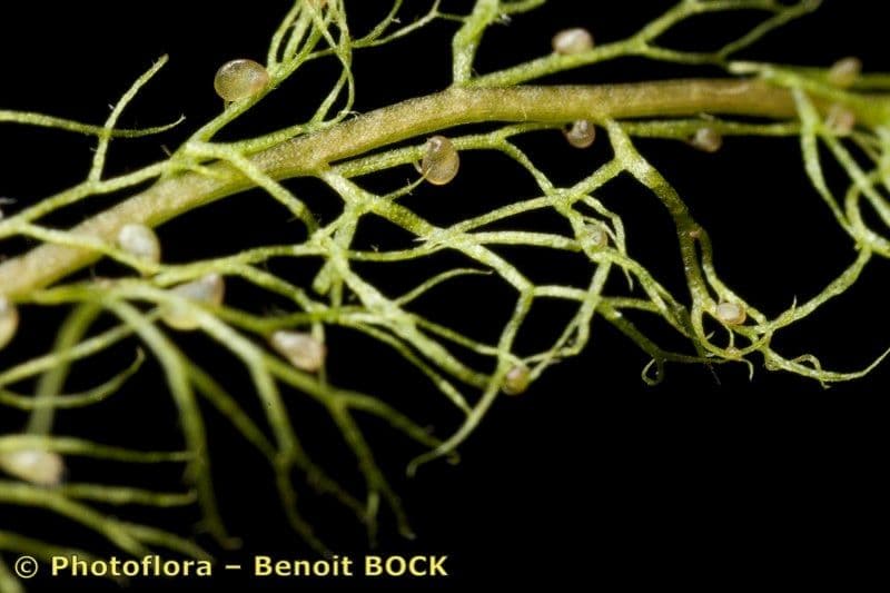 Erba-vescica minore 21