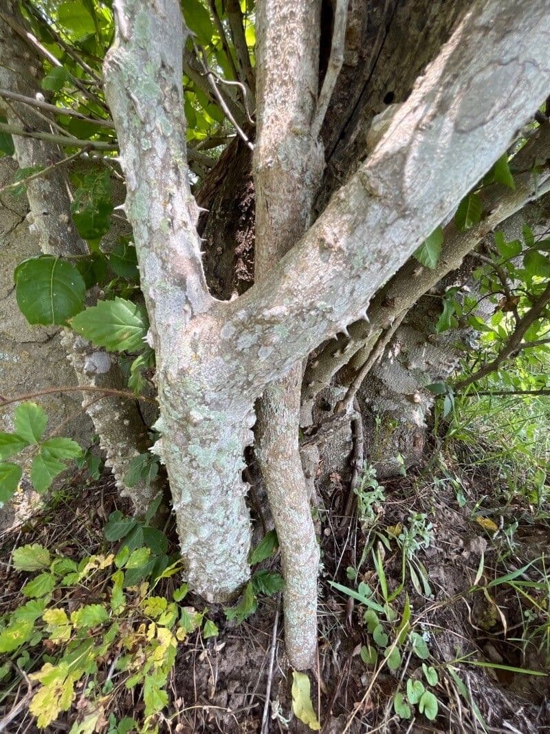Zanthoxylum clava-herculis 16