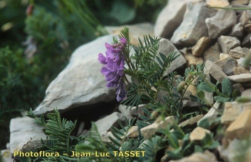 Vesce 20