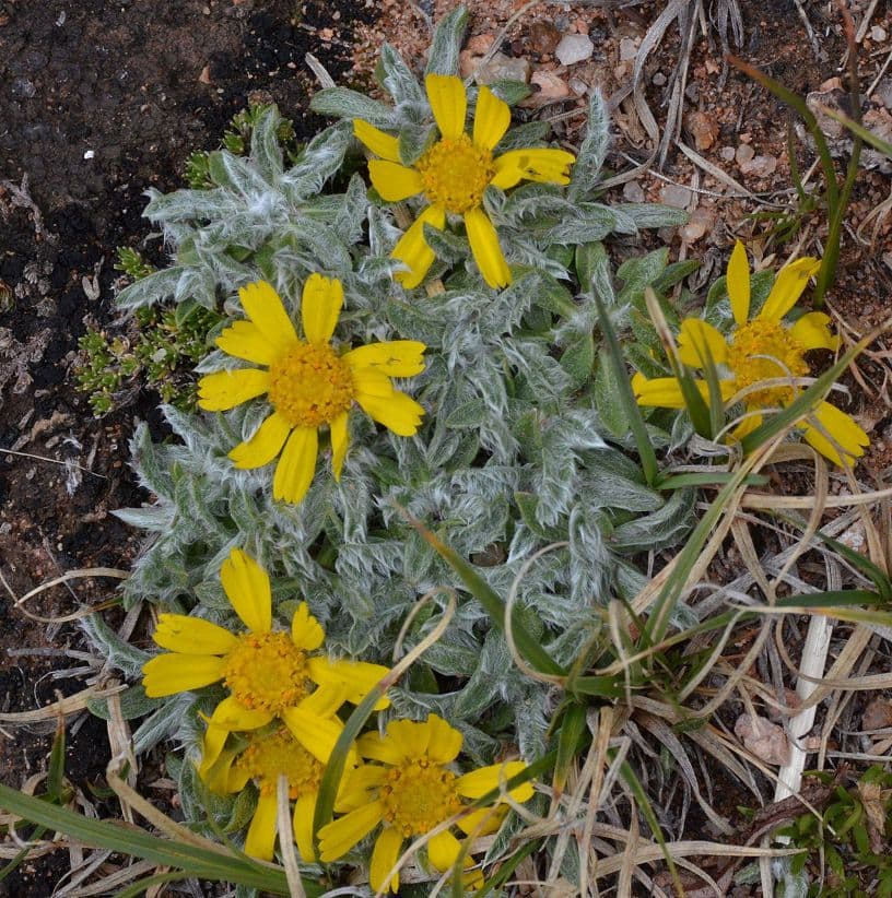 Actinea acaules 7