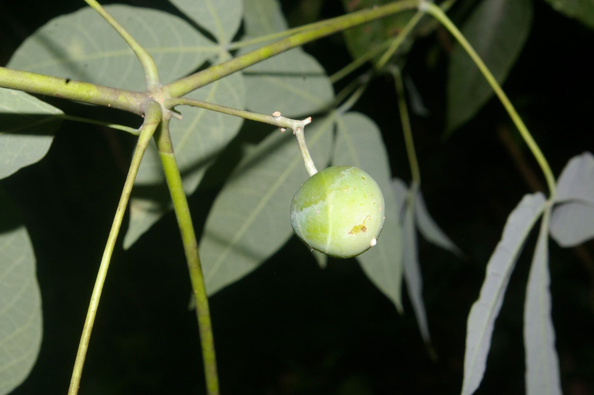 Manihot brachyloba