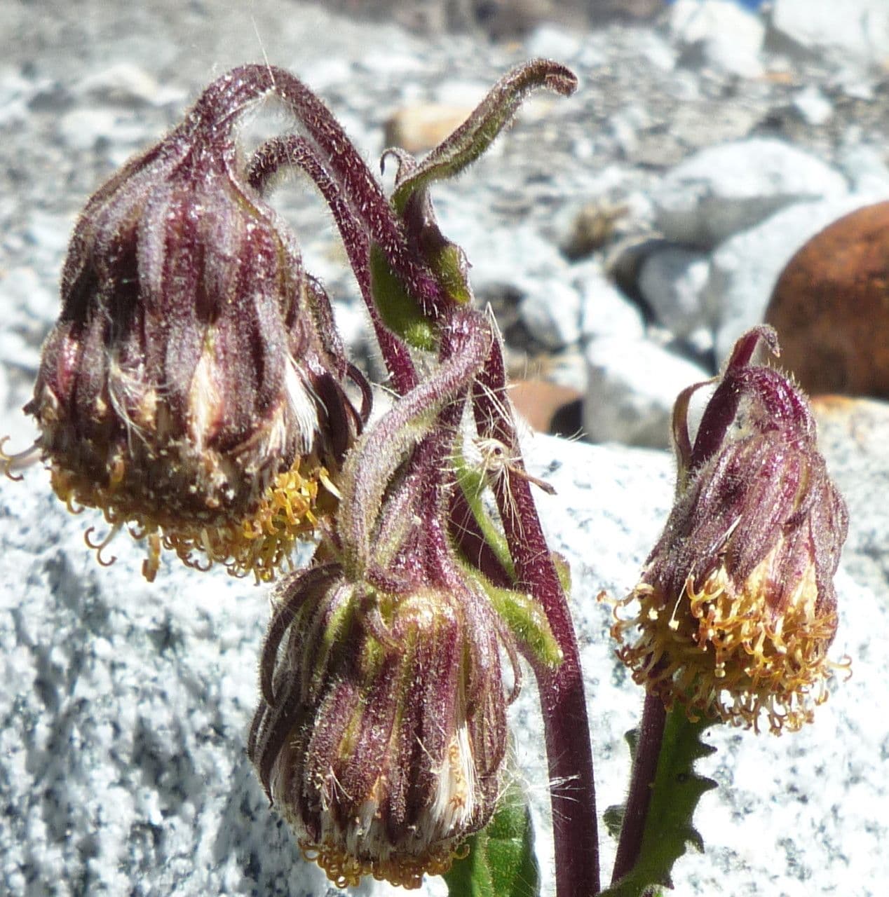 Senecione 4