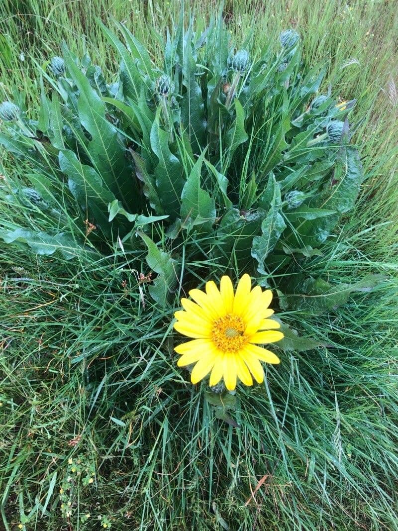 Wyethia 11