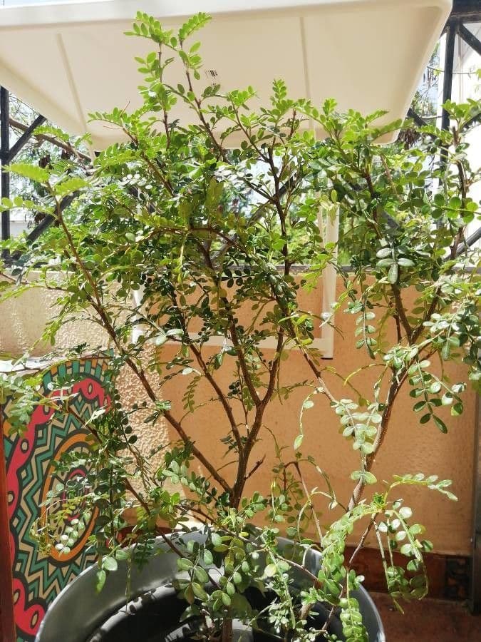 Zanthoxylum fagara 20