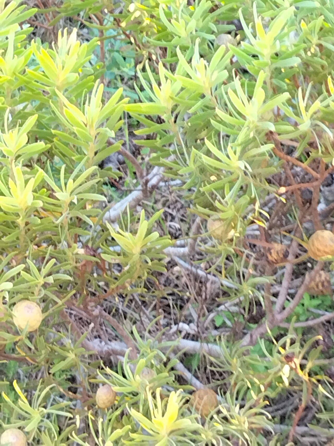 Dune yellowbush 2