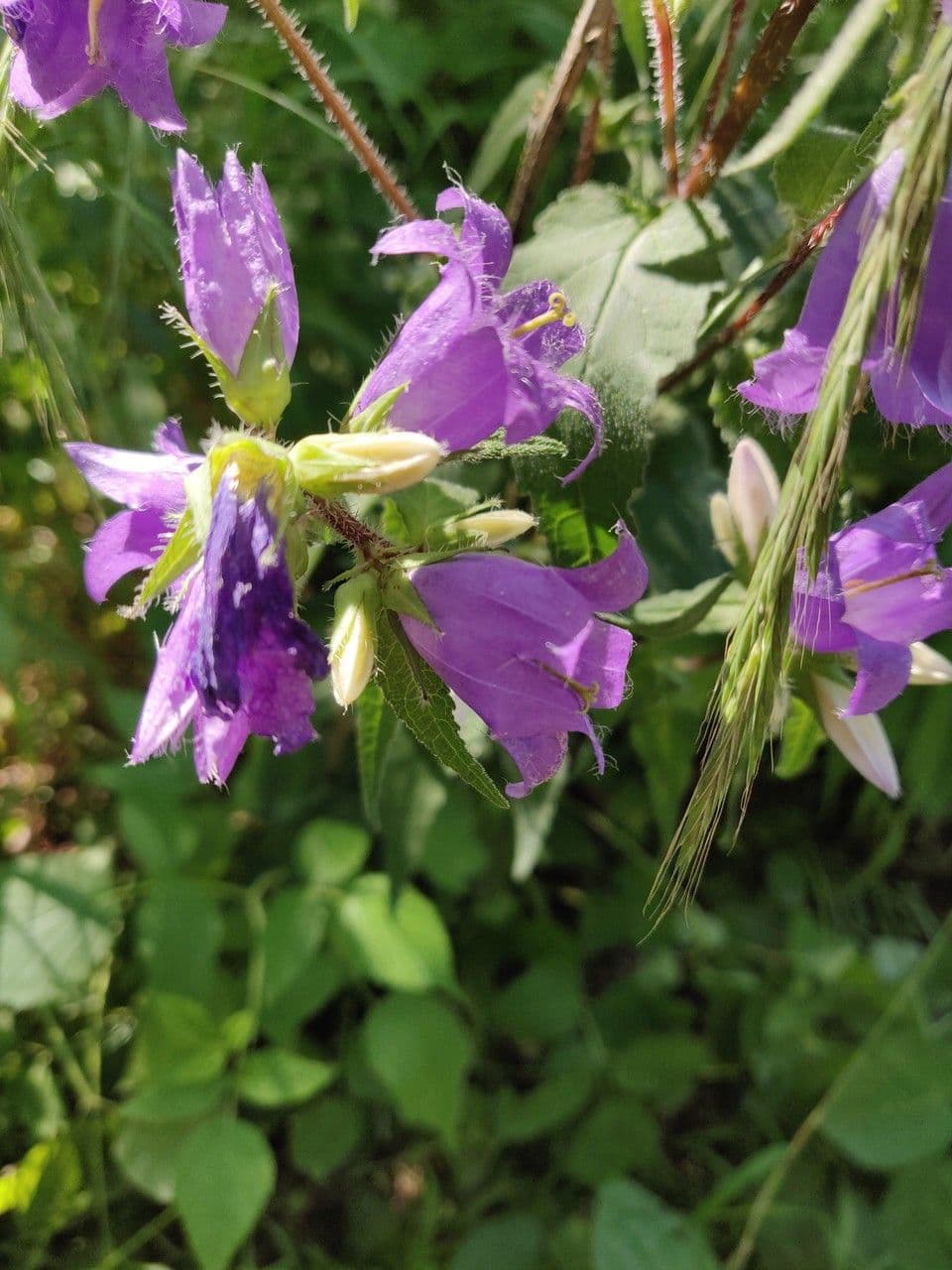 Nesselblättrige Glockenblume 29
