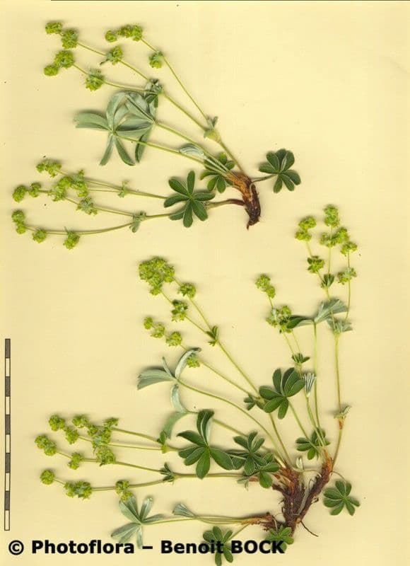 Przytulia 18