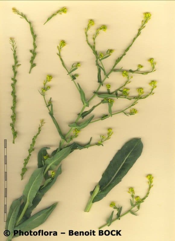 Myagrum perfoliatum 30