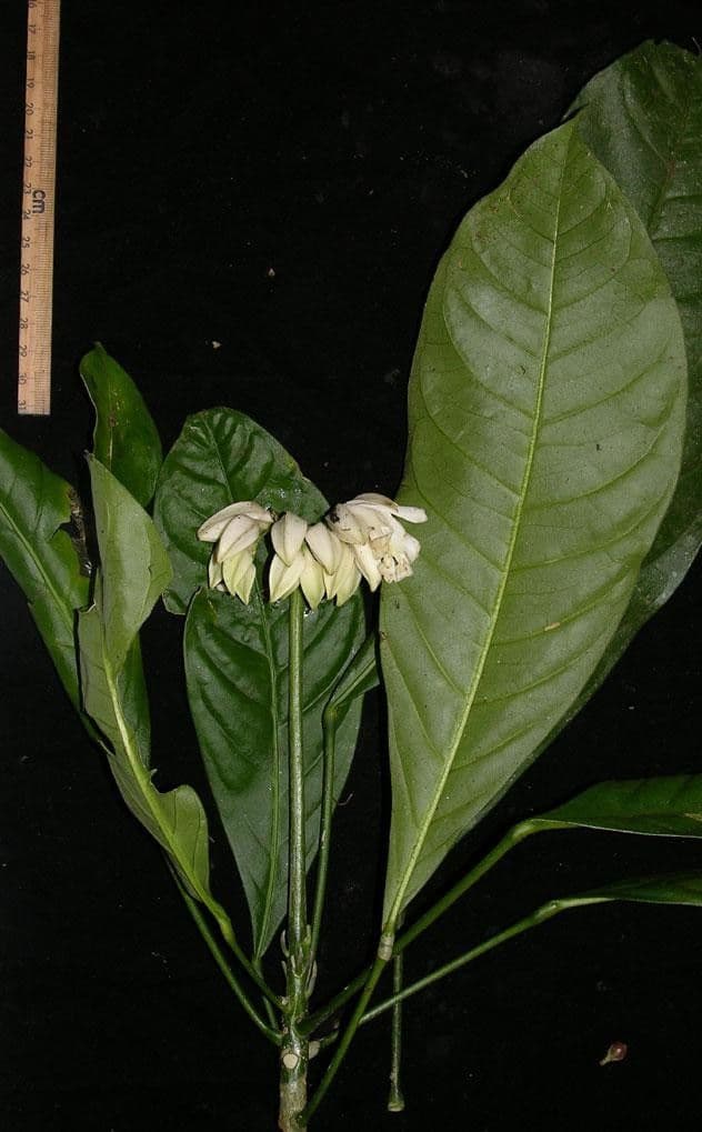 Toxosiphon 10