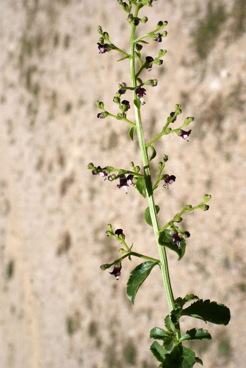 Scrophularia arbustiva 11