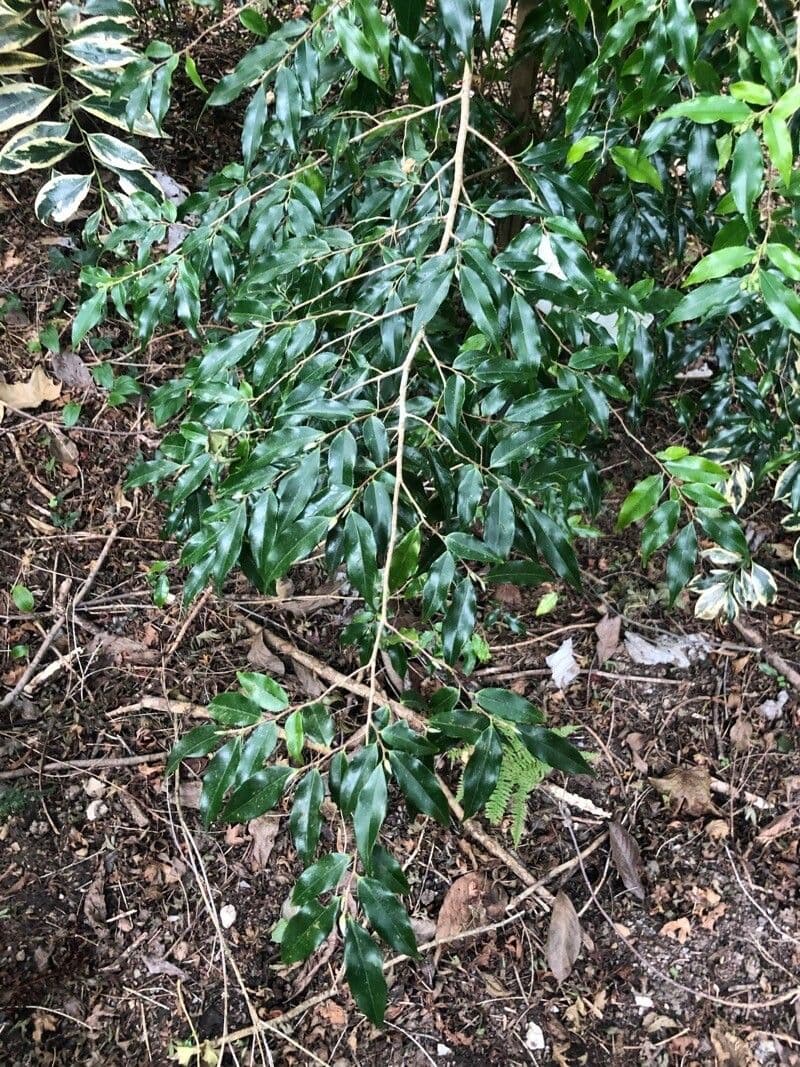 Camelia 4