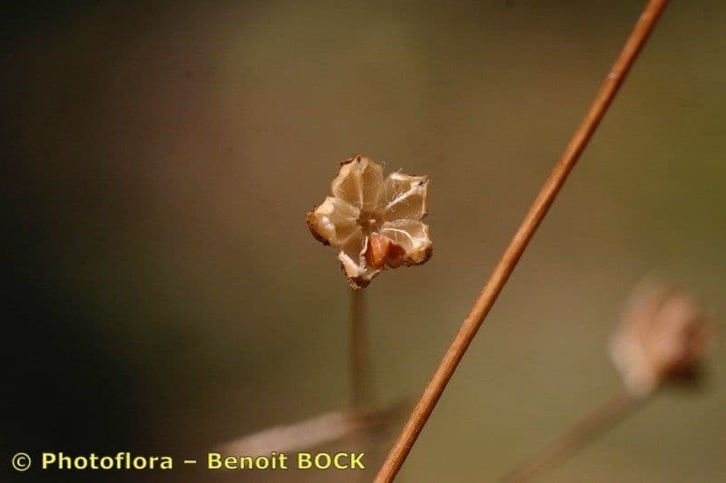 Linum leonii 2