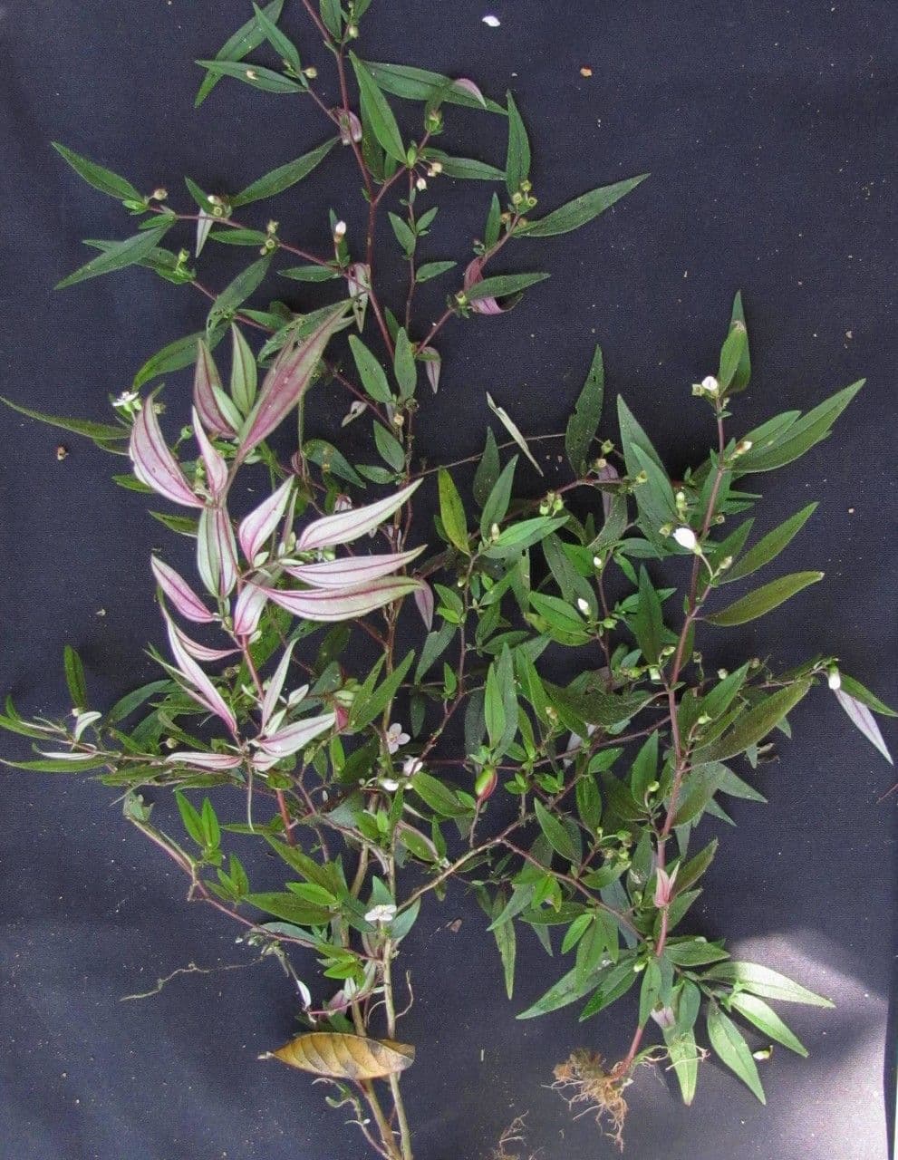 Centradenia 25