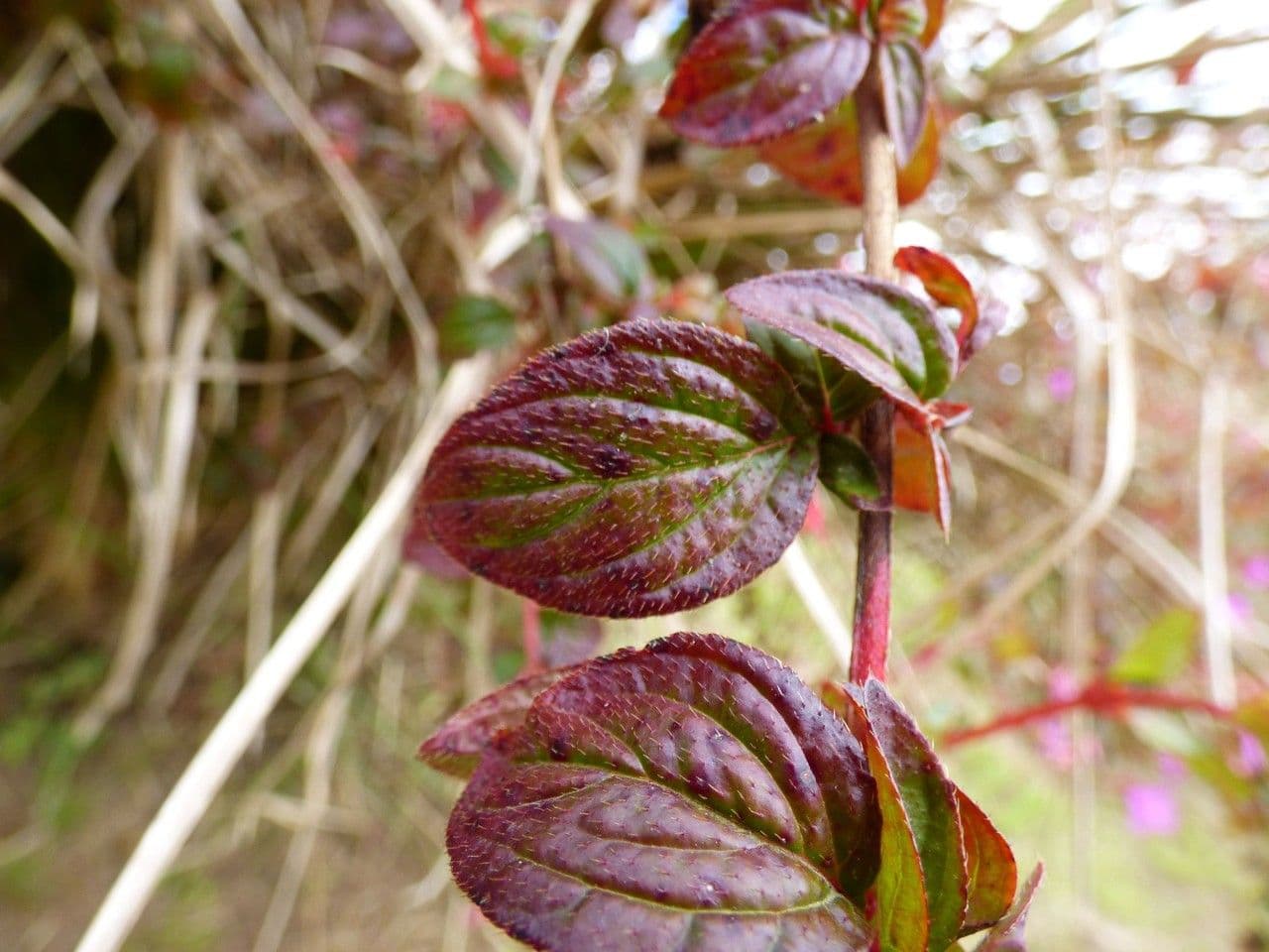 Centradenia 15