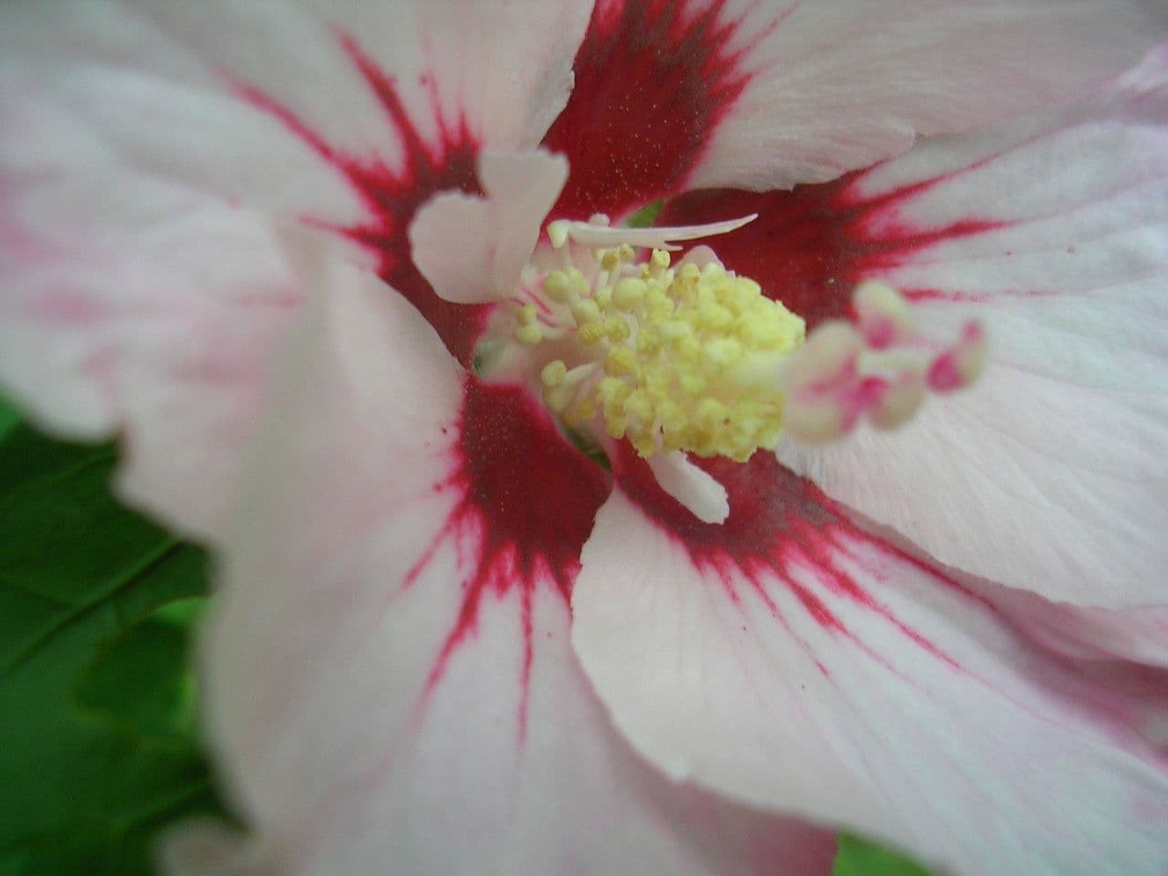 Hibiskus syryjski 5