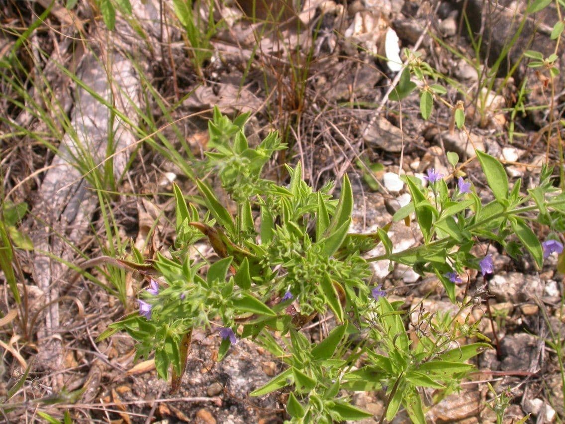 Trichostema 9