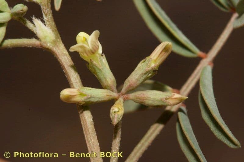 Ipocrepidi ciliata 16