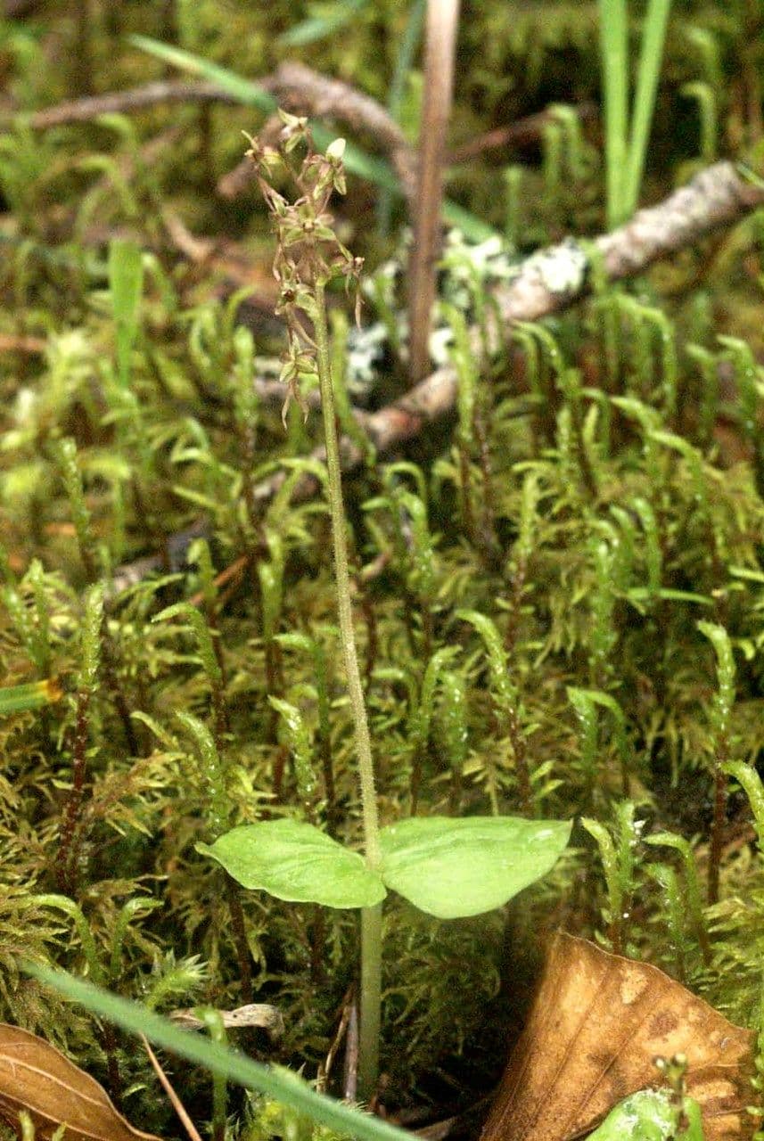 Lesser twayblade 28