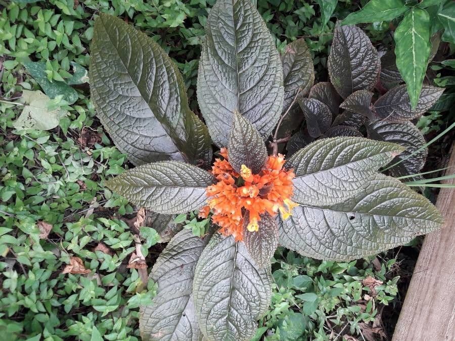 Chrysothemis pulchella 11