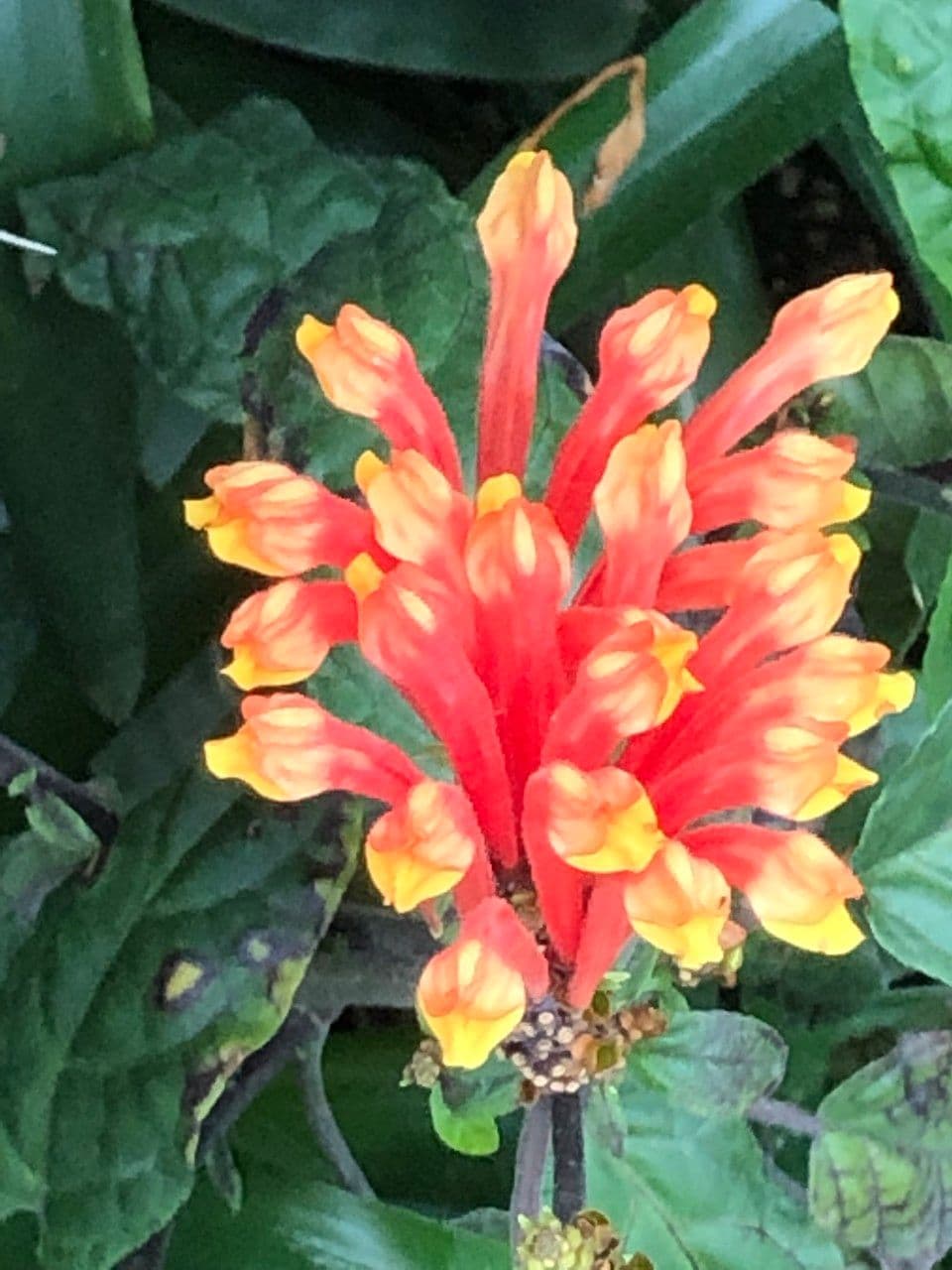 Scutellaria 8