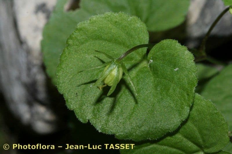 Viola biflora