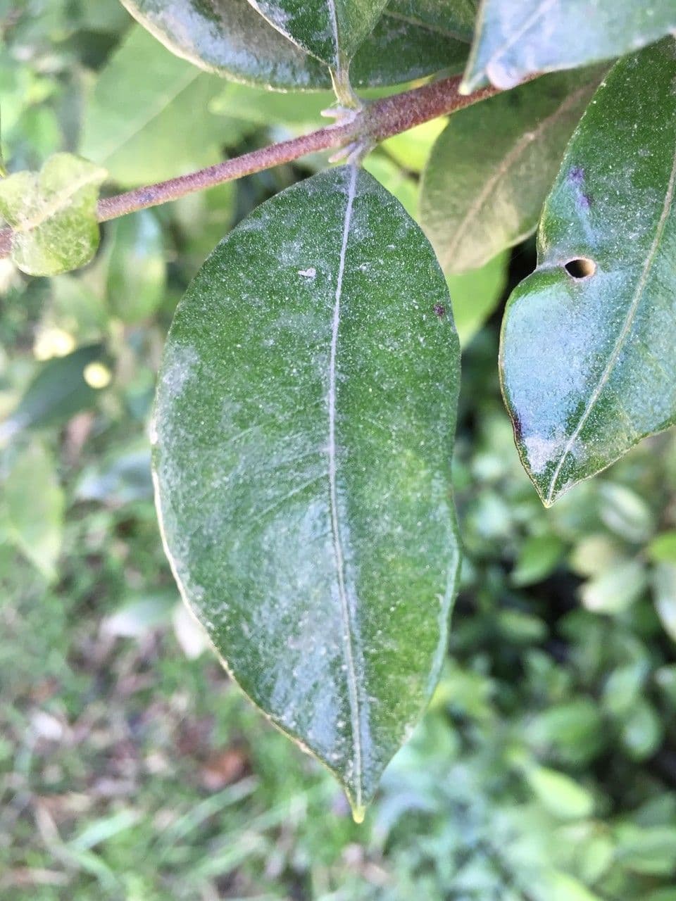 Amomyrtus meli 8