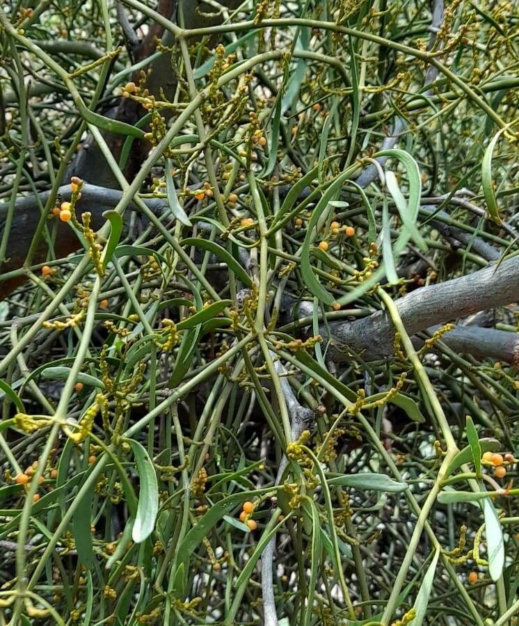Phoradendron