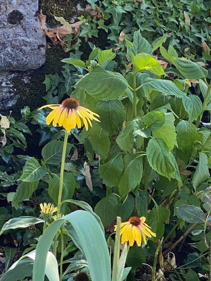 Dark-eyed sunflower 2